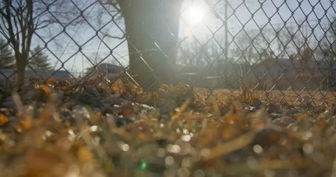 Sun Shining on Leaves in Back Yard Video stock 234148866