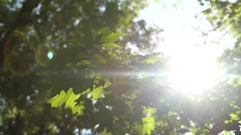 Sun shining on leaves. Stock Footage 196580470