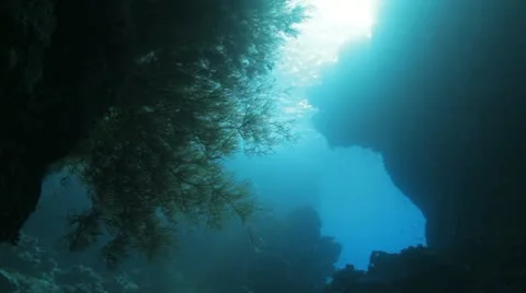 Sun shining on massive black coral Stock Footage 22640971