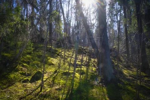 Sun Shining into a Old Forest Stock Photos