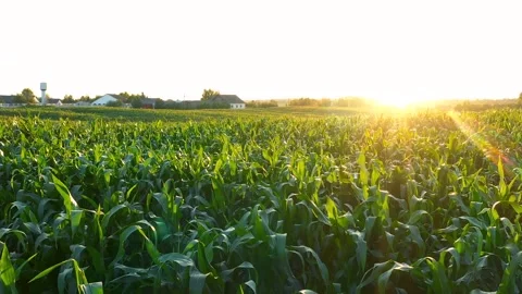 Sun shining over cornfield at sunset Stock Footage 313532064
