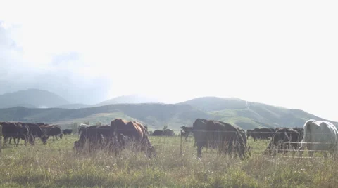Sun Shining over Cows Stock Footage 64248358