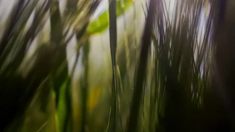 The sun is shining over a green wheat field Stock Footage 76619223