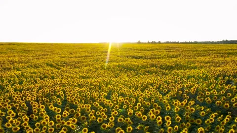 Sun shining over a sunflower field at sunset aerial view Stock Footage 299275823