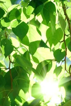 Sun shining over the tree crone Stock Photos