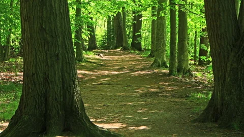 Sun Shining On Path Through The Forest Stock Footage 144138931