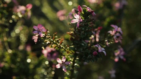 Sun shining on pink cherry blossoms in Australia. Stock Footage 107194542