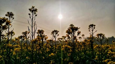 The sun shining on rapeseed field. Stock Photos