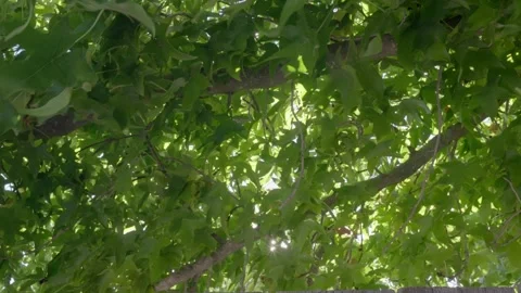 Sun Shining Rays Through The Green Leaves Of Tree Stock Footage 282147790