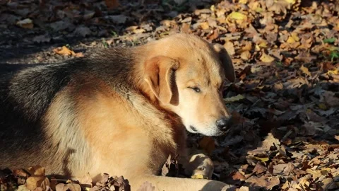 Sun shining on sleepy dog Stock Footage 166801790