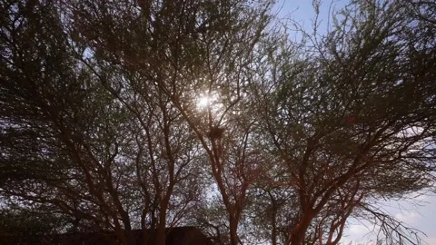 Sun shining slightly through the branches of a tree. Stock Footage 201104668