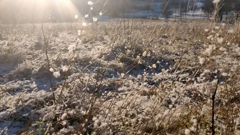 Sun Shining on Snow Covered Wheat Grass Vídeos de archivo 99532917