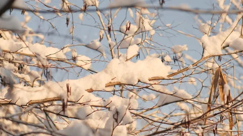 Sun shining on Snow. Snow on pine trees brunches in frozen sunny day Stock Footage 226122132