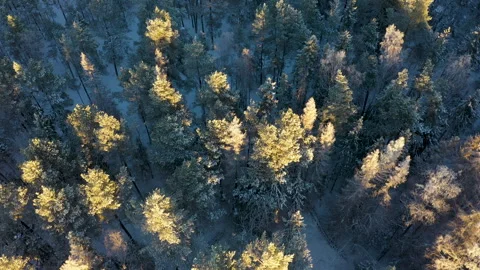 The sun is shining on a snowy forest in winter, aerial view Stock Footage 289005254