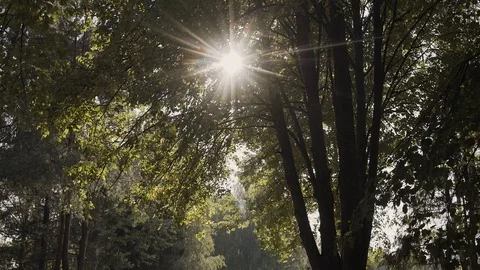 Sun Shining Sunbeams Through Branches And Leaves Of Trees In Pine Forest Stock-Footage 104370746