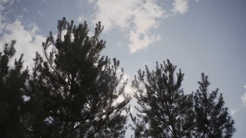 Sun Shining Sunbeams Through Branches And Leaves Of Trees In Pine Forest Stock Footage 104410178