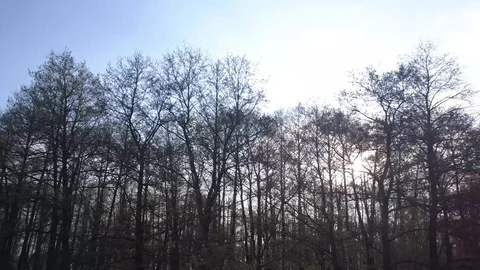 Sun Shining Sunbeams Through Branches And Leaves Of Trees Video stock 108631663