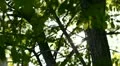 Sun shining into thick branch HD Footage