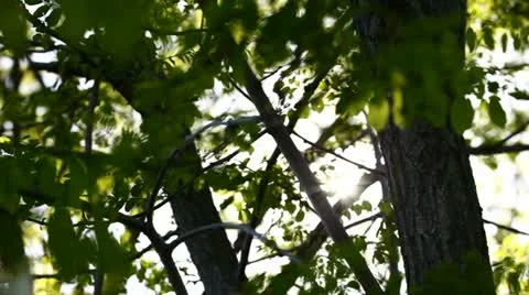 Sun shining into thick branch Stock Footage 11111158