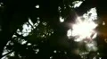 Sun shining into thick branch HD Footage