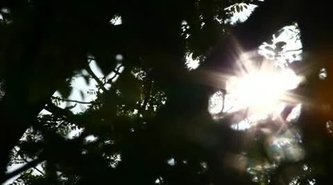 Sun shining into thick branch Stock Footage 11121231