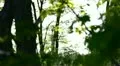 Sun shining into thick branch (tilt) HD Footage