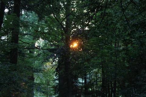 Sun shining thorugh trees. Stock Photos