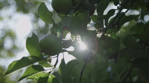 Sun shining through an apple tree Stock-Footage 76189766