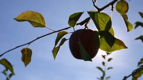 Sun Shining Through Apple on a Tree Stock Footage 230209498