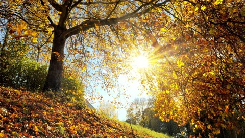Sun shining through autumn foliage in a park Stock Footage 158993688