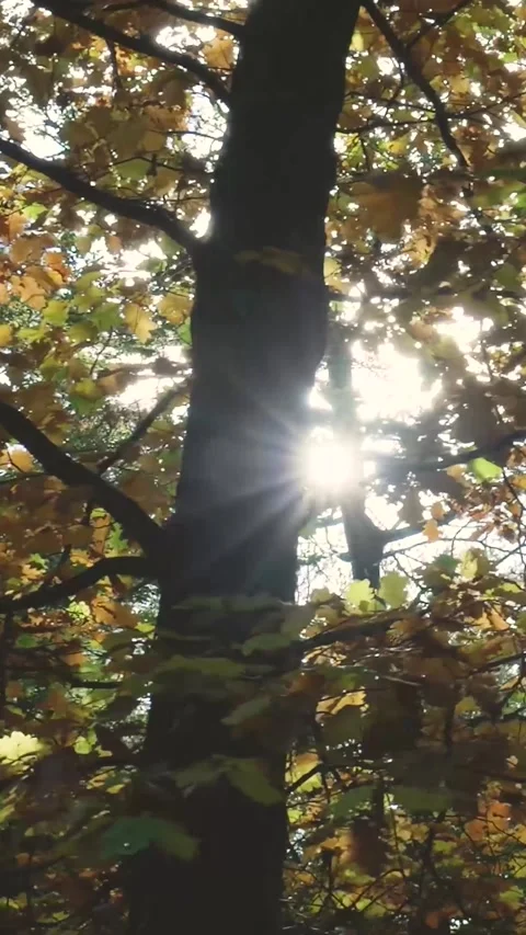 Sun shining through autumn forest treetops Видео 327108835