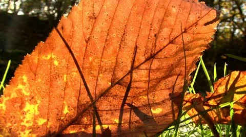 Sun shining through an Autumn leaf Stock Footage 12522026