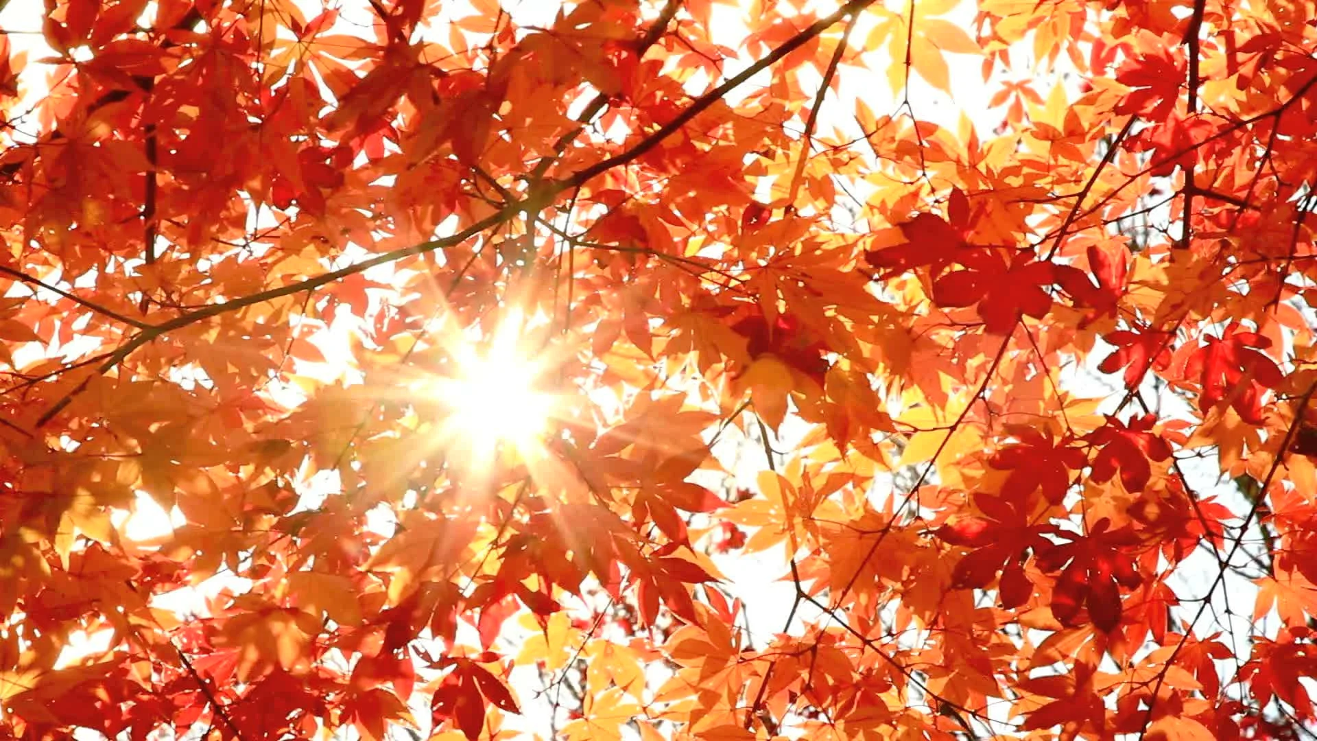 дерево листья лучи осень загрузить