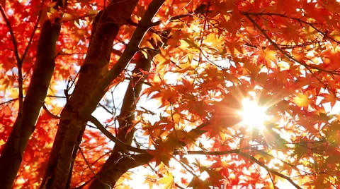 Sun shining through the autumn leaves. Stock Footage 44124052
