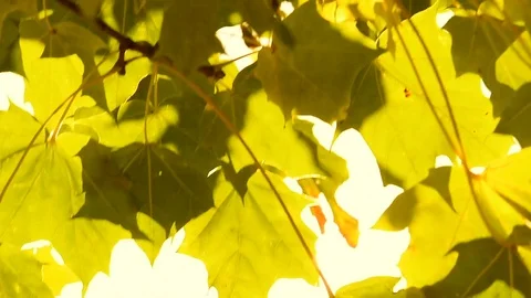 Sun shining through Autumn leaves on a windy day Stock Footage 75404693