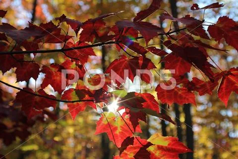 Sun shining through autumn leaves. Stock Photos
