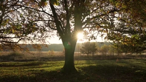 Sun shining through autumn trees in meadow Видео 292924221