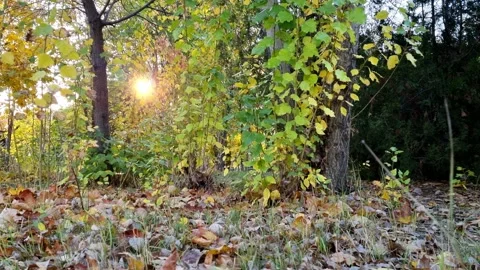 Sun Shining Through Autumn Yellow Trees Stock Footage 253871956