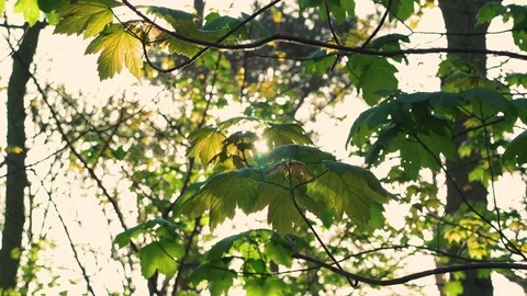 Sun shining through backlit tree leaves Stock Footage 75526106
