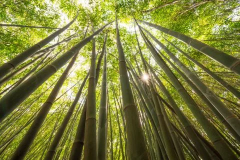 Sun shining through a bamboo forest Foto stock