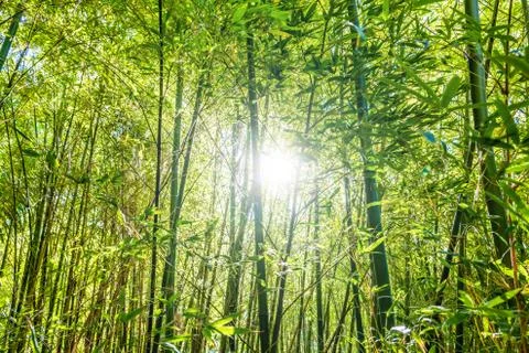 Sun shining through bamboo trees in a forest Stock Photos