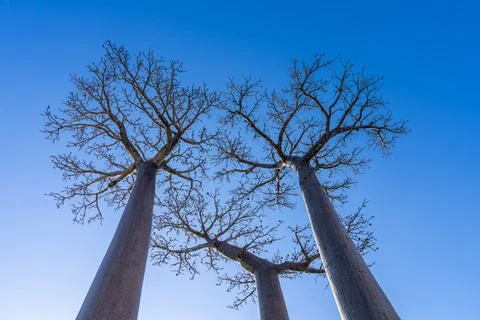 Sun Shining Through Baobab Trees: A Majestic Sight. Stock Photos