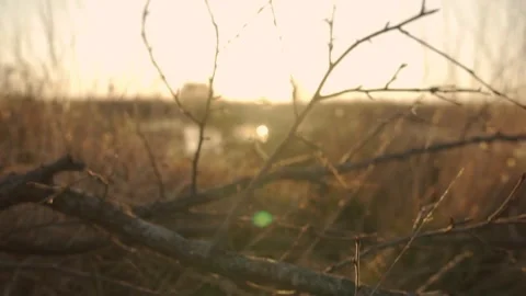 Sun shining through bare branches over wetlands Stock Footage 291881574