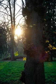 The sun shining through the bare branches of trees in late autumn in a park Stock Photos