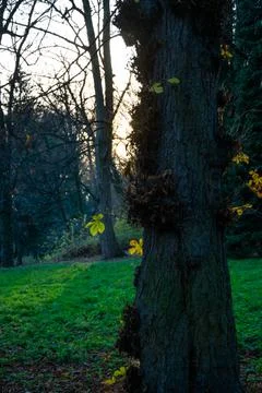 The sun shining through the bare branches of trees in late autumn in a park Stock Photos
