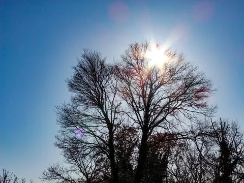 Sun shining through bare branches of a tree in winter time Foto stock