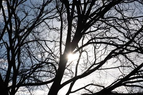 Sun shining through bare tree branches silhouettes Stock Photos