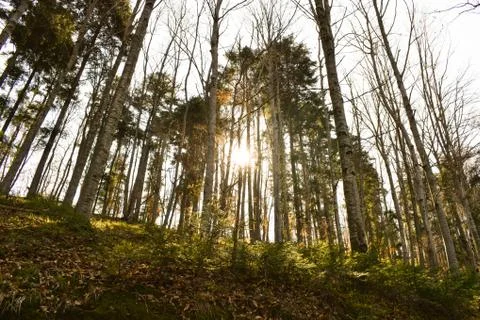 Sun shining through beautiful deciduous forest during early spring Stock Photos