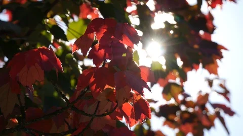 Sun Shining Through Beautiful Red Autumn Leaves Stock Footage 96129960
