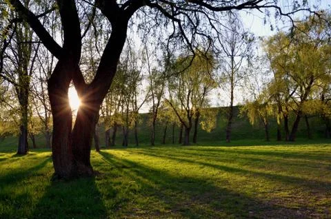 The sun is shining through big tree Stock Photos